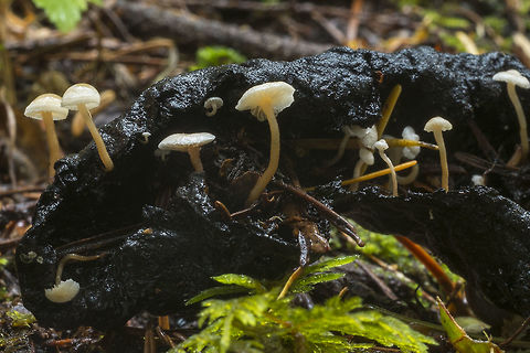 Collybia cirrhata recognizable by what it grows on, other old, blackened, dried up mushrooms. Collybia cirrhata,Fall,Geotagged,United States