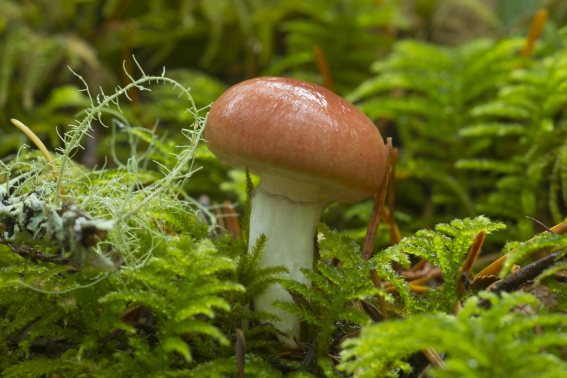 Gomphidus subroseus The black sooty looking ring is actually spore caught in the slimy veil that forms around these mushrooms. They are very, very common right about now. We saw many of these in most stages of maturity. Fall,Geotagged,Gomphidius subroseus,United States