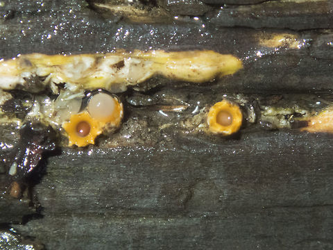 Cannon Ball Fungus this is a *tiny* earthstar - it holds one little "egg" much like a bird's nest that gets launched from the capsule and can travel up to 17 feet. Sorry for the quality, but it started pouring about 1/3 of the way through our hike, so I put away the good camera and was using the waterproof one for the remainder.. this was way too cool to pass for another day though (and odd enough that it may be hard to find again easily) Cannon Ball fungus,Geotagged,Sphaerobolus stellatus,Summer,United States