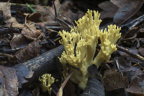 Yellowish Coral perhaps Clavulina coralloides Fall,Geotagged,United States