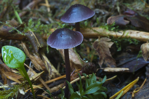 Lilac Bonnet  Fall,Geotagged,Mycena pura,United States