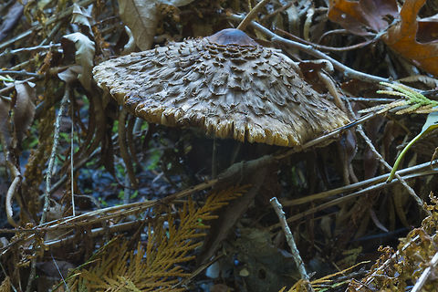 Large shaggy mushroom  Chlorophyllum olivieri,Fall,Geotagged,Shaggy parasol,United States