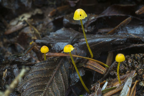 Mycena Oregonensis  Fall,Geotagged,Mycena oregonensis,United States