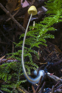 Yellow capped mycena  Fall,Geotagged,United States
