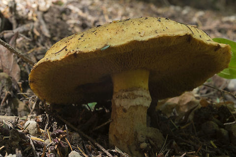 Suillus caerulescens  Fall,Geotagged,Suillus caerulescens,United States