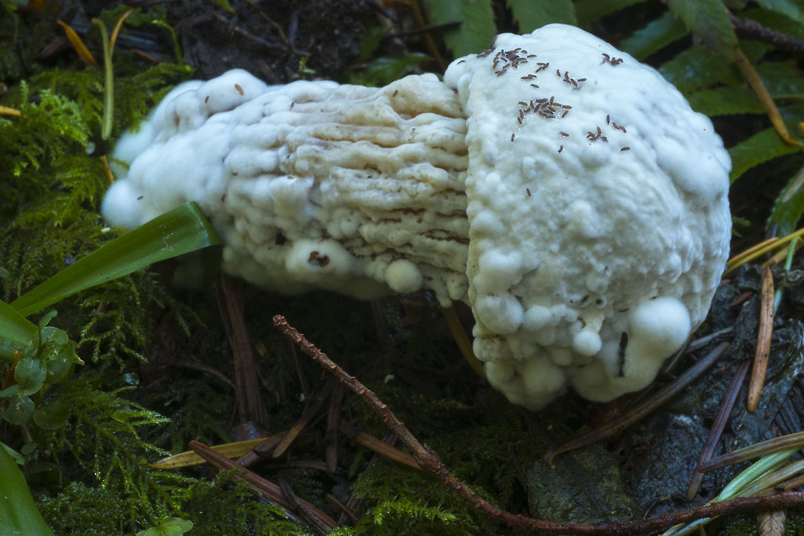 Parasitized Bolete  Bolete eater,Fall,Geotagged,Hypomyces chrysospermus,United States