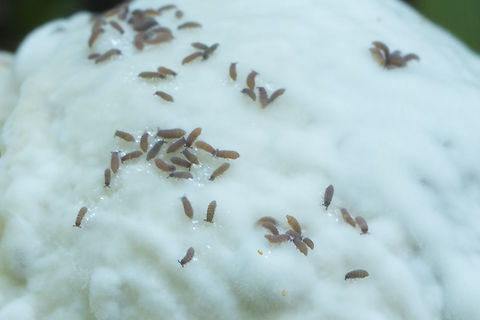 Layers of life So this is a closer photo of the last subject, which is a mold that grows on mushrooms... 
so - mushrooms grow on decomposing plant materials, the mold grows on the mushrooms, and these tiny spring tails seem to quite love the mold.. I'll bet if I could look even closer there's something even smaller living on the springtails. Fall,Geotagged,United States