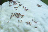 Layers of life So this is a closer photo of the last subject, which is a mold that grows on mushrooms... <br />
so - mushrooms grow on decomposing plant materials, the mold grows on the mushrooms, and these tiny spring tails seem to quite love the mold.. I'll bet if I could look even closer there's something even smaller living on the springtails. Fall,Geotagged,United States
