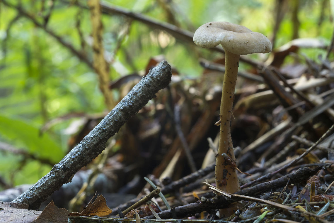 Yellow/tan mushroom with depressed cap  Fall,Geotagged,United States