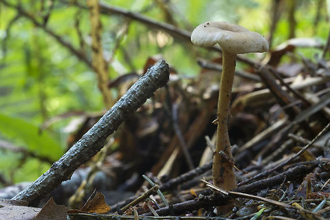 Yellow/tan mushroom with depressed cap  Fall,Geotagged,United States
