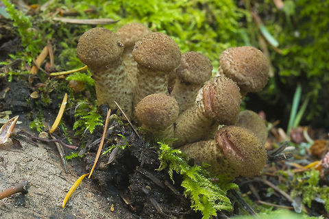 Wooly Brown Mushrooms  Armillaria mellea,Fall,Geotagged,United States