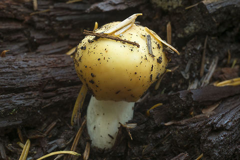 Possible yellow Russula  Fall,Geotagged,United States