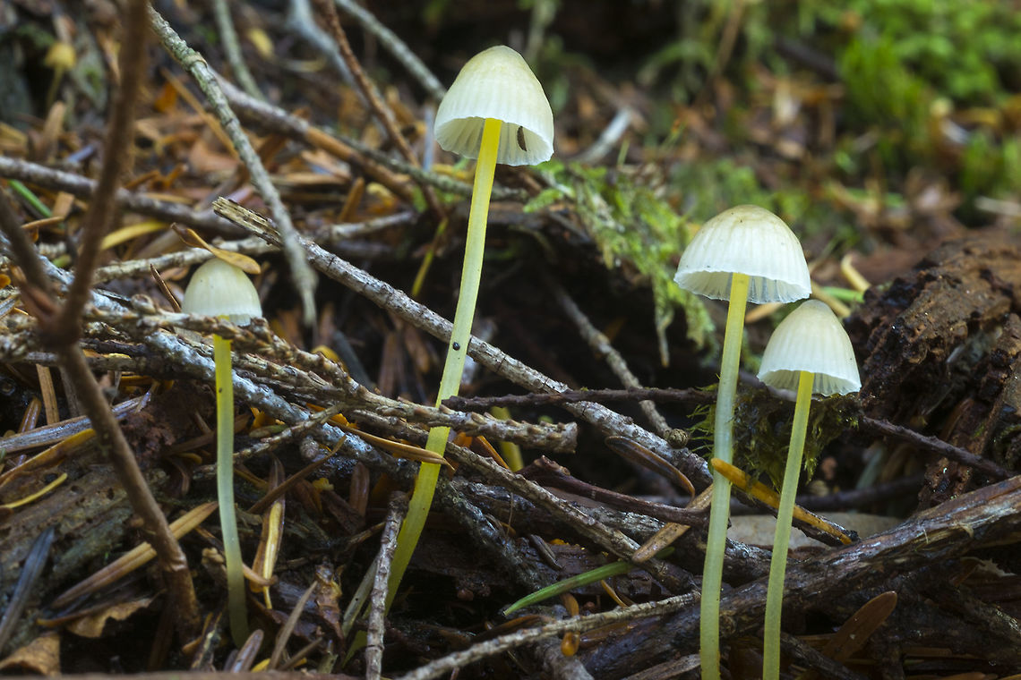 Mycena epipterygia  Fall,Geotagged,Mycena epipterygia,United States