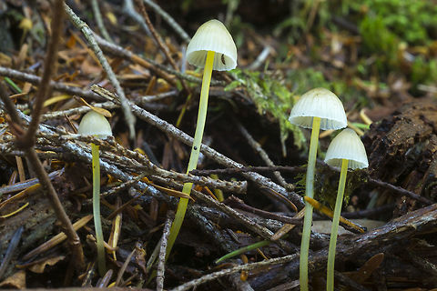 Mycena epipterygia  Fall,Geotagged,Mycena epipterygia,United States