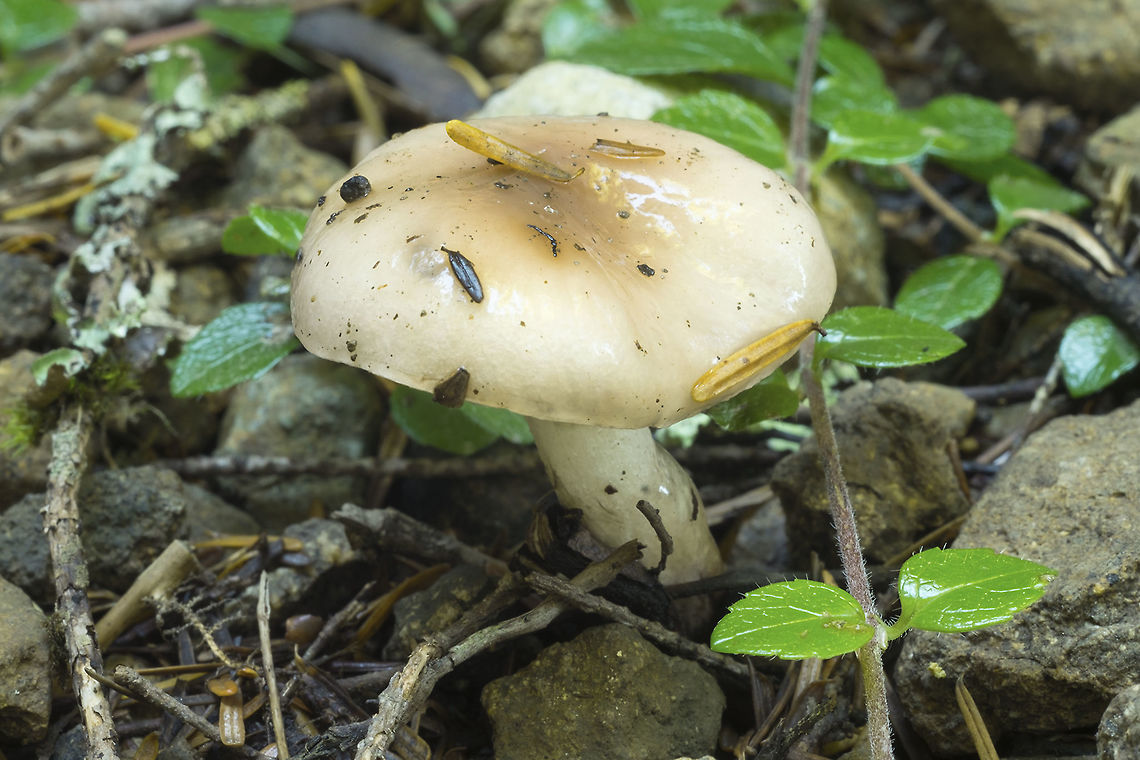 Very viscid mushroom looked more tan in person, Probably Gompidus glutinosis Fall,Geotagged,United States