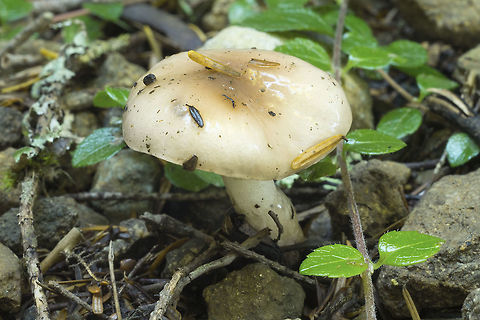 Very viscid mushroom looked more tan in person, Probably Gompidus glutinosis Fall,Geotagged,United States