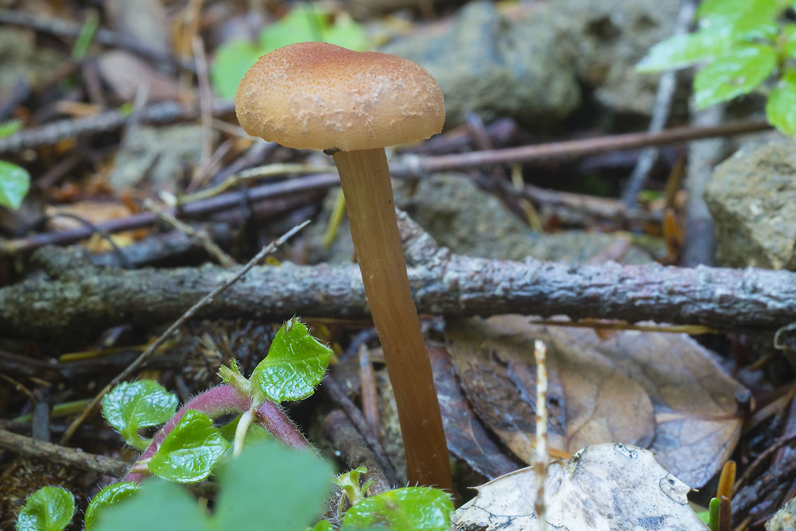 Possible waxy cap or Laccaria  Fall,Geotagged,United States