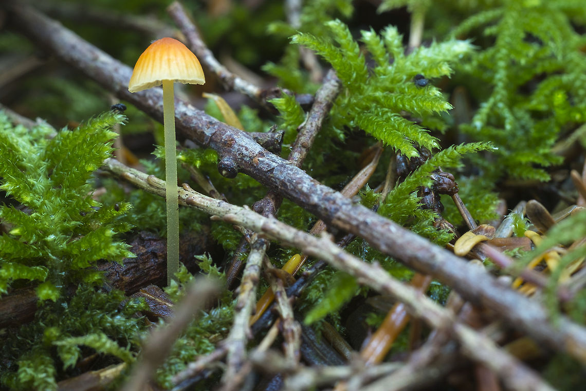 Mycena aurantiidisca  Fall,Geotagged,Mycena aurantiidisca,United States