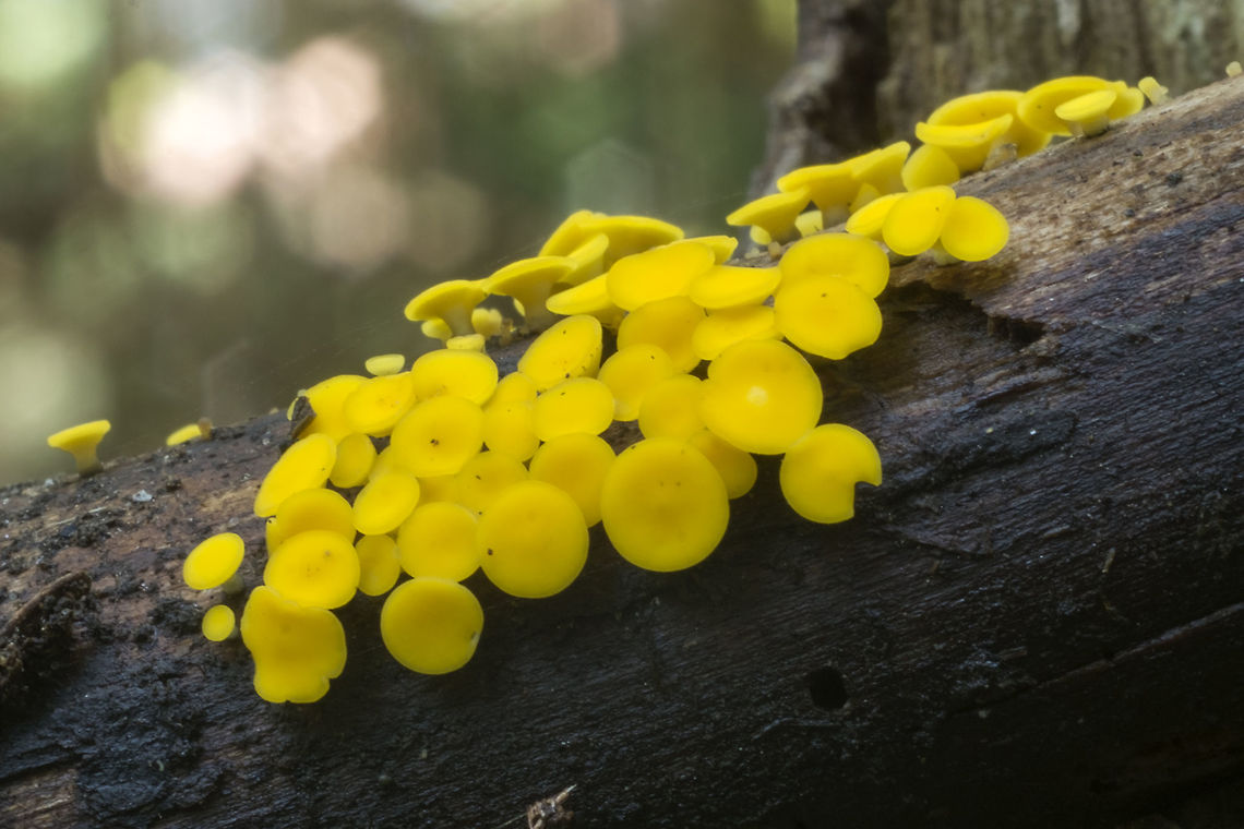 Bisporella citrina or sulfurina I&#039;d swear I read somewhere that it&#039;s more likely to find Bisporella sulfurina on small sticks and citrina on logs... but I can&#039;t find it again. This seems a bit large to be sulferina, though the blackened substrate is right. Fall,Geotagged,United States