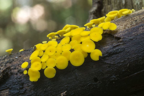 Bisporella citrina or sulfurina I'd swear I read somewhere that it's more likely to find Bisporella sulfurina on small sticks and citrina on logs... but I can't find it again. This seems a bit large to be sulferina, though the blackened substrate is right. Fall,Geotagged,United States