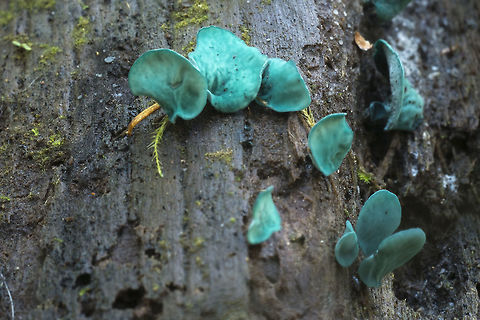 Green Elf Cup  Chlorociboria aeruginascens,Fall,Geotagged,United States