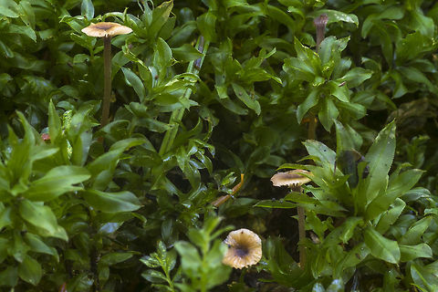 Rickenella swartzii  Fall,Geotagged,Rickenella swartzii,United States