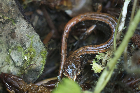 Western Red Backed Salamander  Fall,Geotagged,Plethodon vehiculum,United States,Western redback salamander