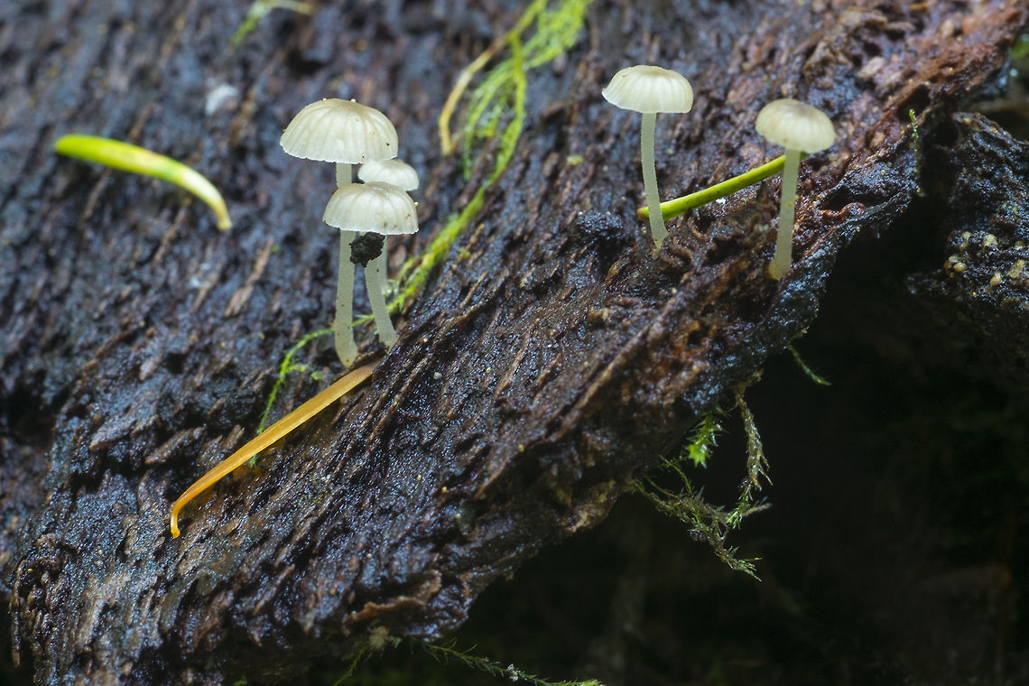 tiny translucent mushrooms on bark  Fall,Geotagged,Phloeomana speirea,United States