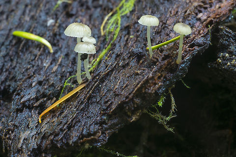 tiny translucent mushrooms on bark  Fall,Geotagged,Phloeomana speirea,United States