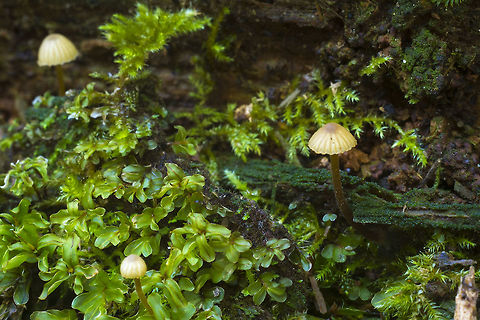 Small golden-tan Rickenella possibly Rickenella mellea? They look dissimilar to R. shwartzii and R. fibula Fall,Geotagged,United States