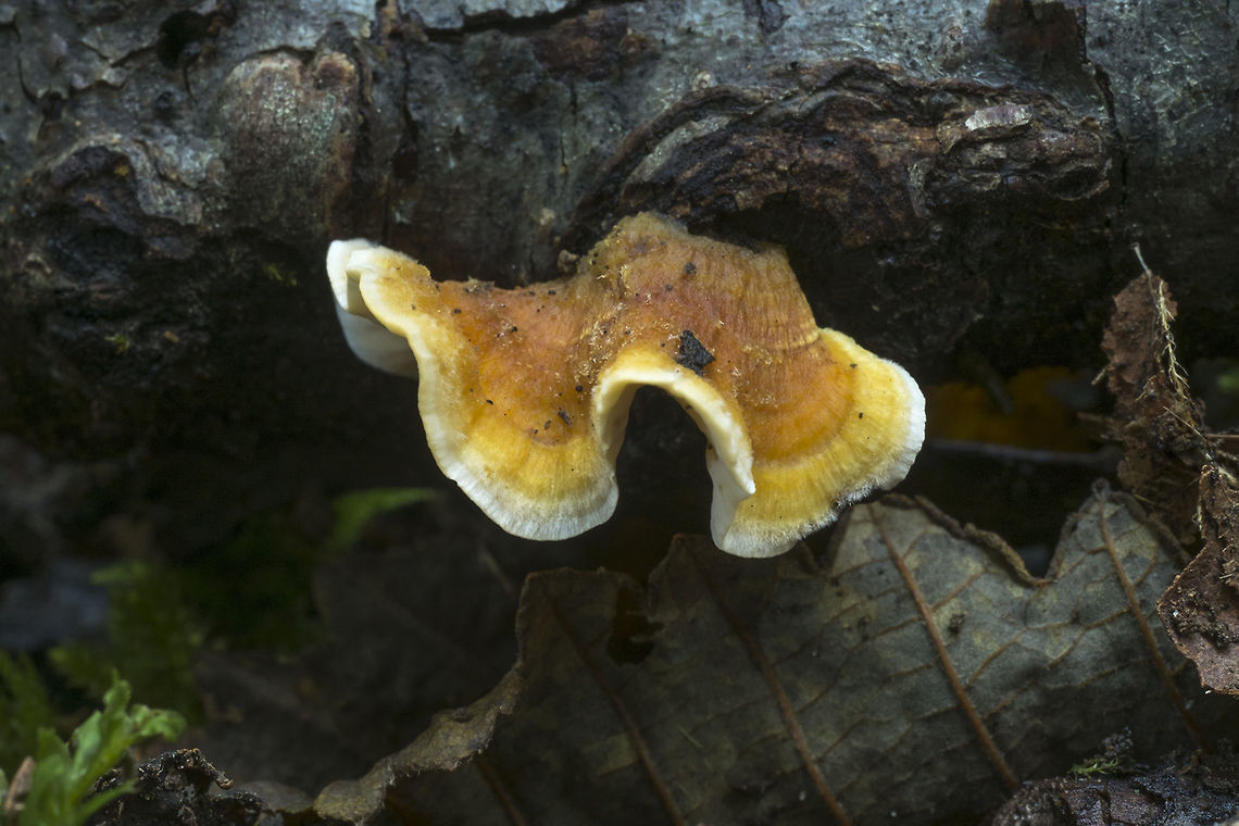 Hairy Stereum  Fall,Geotagged,Hairy Stereum,Stereum hirsutum,United States