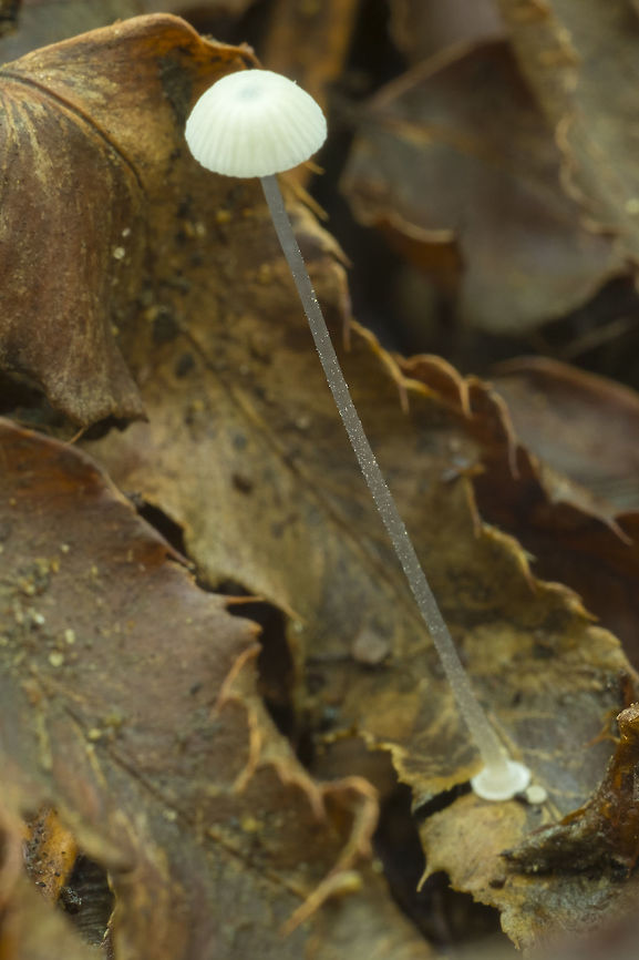 Bulbous Bonnet  Bulbous bonnet,Fall,Geotagged,Mycena stylobates,United States