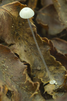 Bulbous Bonnet  Bulbous bonnet,Fall,Geotagged,Mycena stylobates,United States