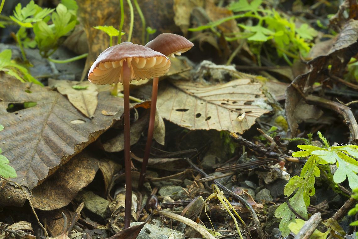 Wine colored Marasimus  Fall,Geotagged,Marasmius plicatulus,United States