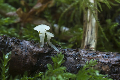 Translucent cup fungi relatively large clear/white cups Fall,Geotagged,United States