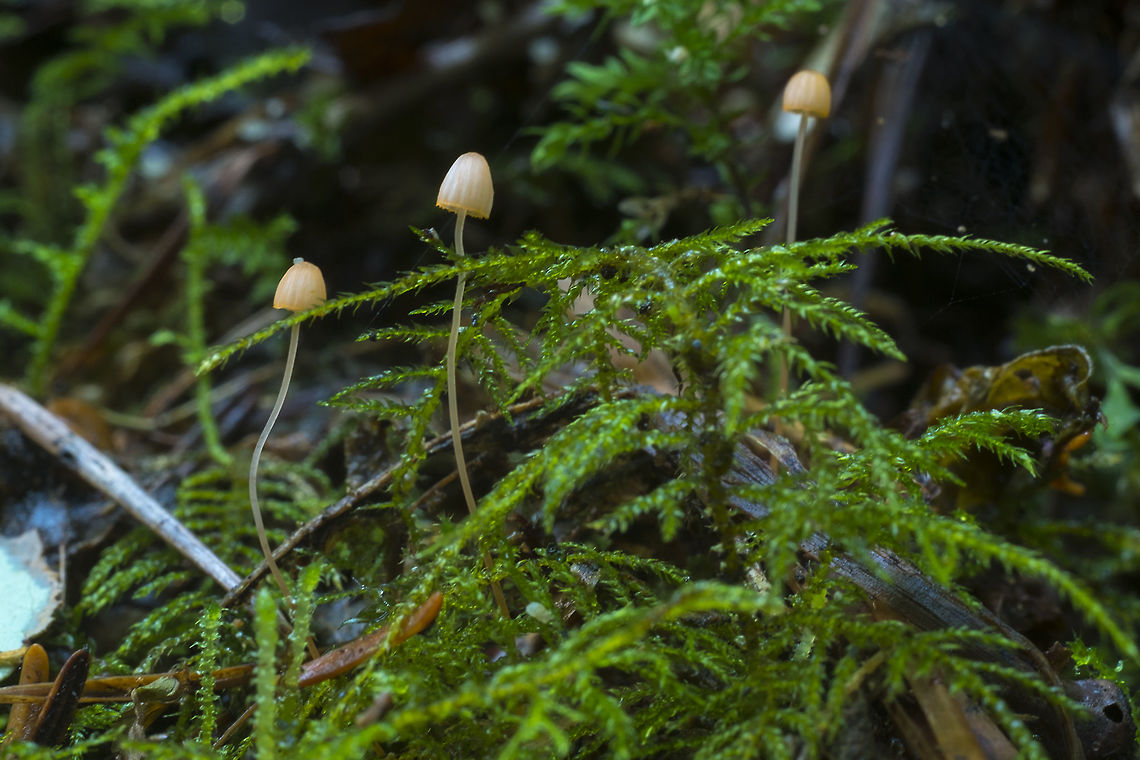 Tiny salmon mycena with a yellow band at the edge distinctive little buggers, sort of salmon with a very bright yellow/orange ring at the edge of the cap. Very tiny. Fall,Geotagged,Mycena pterigena,United States