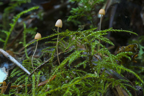 Mycena pterigena
