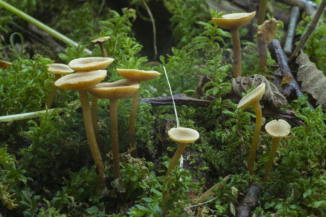 Tall olive mushrooms could be Lactarius occidentalis or Ampulloclitocybe clavipes Fall,Geotagged,United States