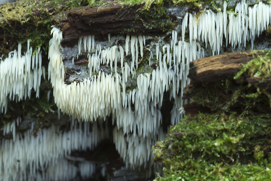 White icicle fungus  Fall,Geotagged,Mucronella bresadolae,United States