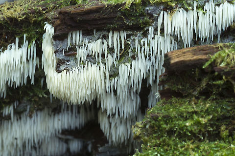 White icicle fungus  Fall,Geotagged,Mucronella bresadolae,United States
