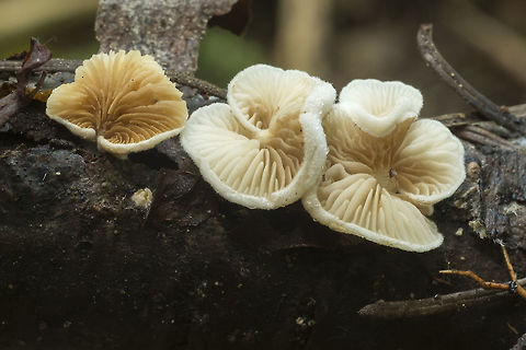 Small white oyster mushrooms the tops of these mushrooms are pretty boring, but the undersides are quite beautiful  Crepidotus variabilis,Fall,Geotagged,United States,Variable Oysterling
