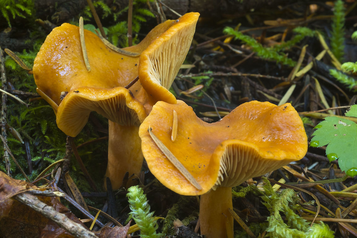 Lactarius luculentus large grouping, so confirmed that this is a milky cap by breaking one - white milk that didn't change color Fall,Geotagged,Lactarius luculentus,United States