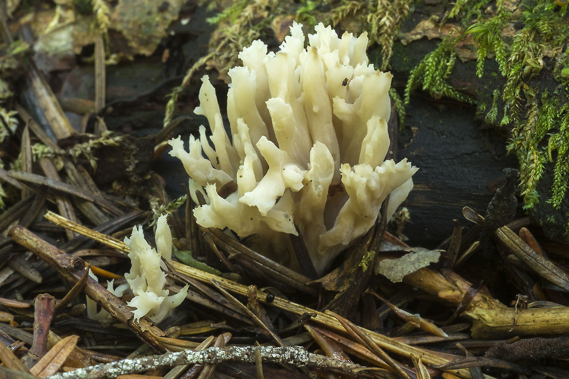 White coral fungus  Clavulina cristata,Fall,Geotagged,United States