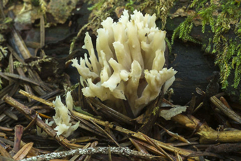 White coral fungus  Clavulina cristata,Fall,Geotagged,United States
