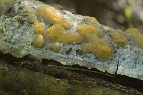 Dacrymyces species or perhaps Tremella mesenterica More of a peach color, paler than typical "witches butter" possibly Dacrymyces lacrymalis or Tremella mesenterica. Growing on, I think, white pine, but my tree ID, especially with dead ones is not great.. Fall,Geotagged,United States
