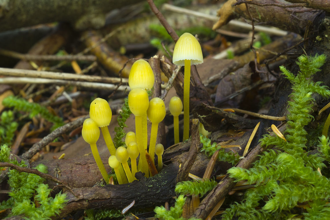 Yellow mycena group hmmm very fresh, un-faded Mycena epipterygia? or something else? Fall,Geotagged,Mycena epipterygia,United States