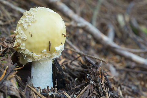 Fly Agaric  Amanita muscaria,Fall,Fly agaric,Geotagged,United States