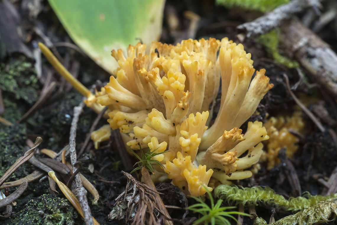Yellow coral  Fall,Geotagged,United States
