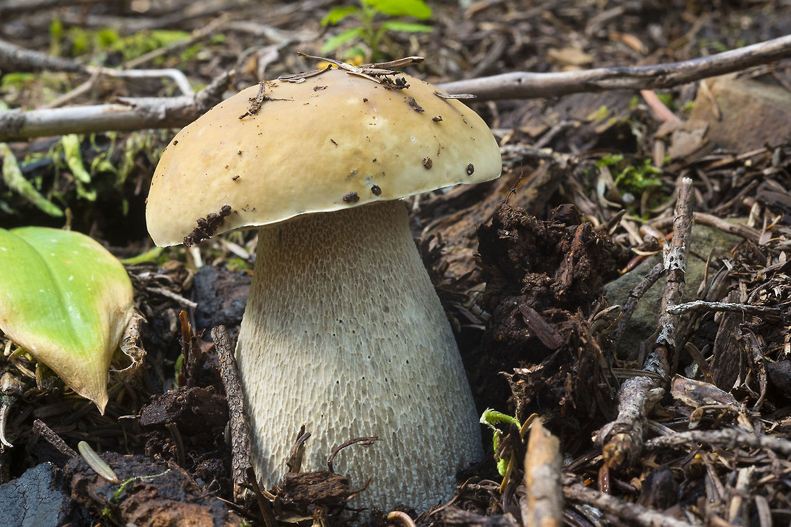King Bolete edible! Boletus edulis,Fall,Geotagged,Penny Bun,United States