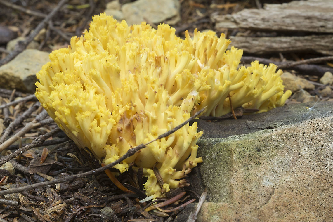 Bright yellow coral  Fall,Geotagged,Ramaria cystidiophora,United States